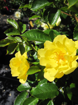 Stammrose Limesgold